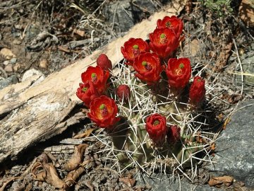 events/2017/12/newid20050/images/Moje cesty za kaktusmi juhozápadu USA 2009-2015  Echinocereus triglochidiatus, Salida, COL zmenšene_1.jpg